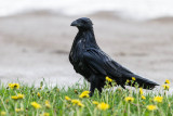Very wet raven on lawn