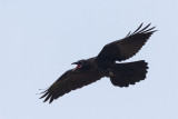 Juvenile raven in flight