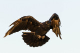 Raven in flight, wings bent.