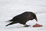 Raven eating on ground