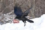 Raven carrying kidney