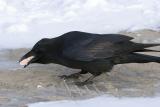 Raven eating fat
