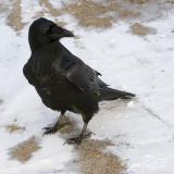 Head turned, Raven on ground