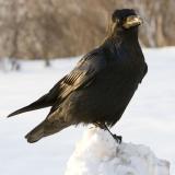 Raven sitting on pile of snow looking ahead