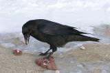Raven with one foot on meat