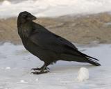 Raven on ground, 8x10 crop, head turned