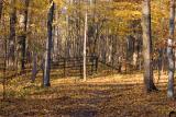 Sugar Maple Bush, Laurel Creek