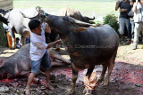 1559 - Discovering Indonesia - Java Sulawesi and Bali islands - IMG_3656_DxO Pbase.jpg