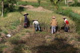 3309 - Discovering Indonesia - Java Sulawesi and Bali islands - IMG_5471_DxO Pbase.jpg