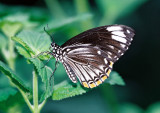 Visite de la serre aux papillons du petit village dUnawhir