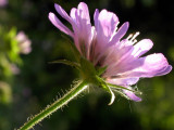 232 Macro au bord du Lac Blanc