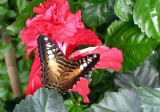 Visite de la serre aux papillons du petit village dUnawhir