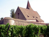 315 Unawihr - l'église fortifiée depuis les vignes