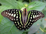 284 Papillon 22.jpg