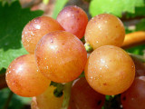 327 Grappe de Gewurztraminer détail