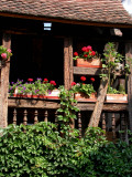 356 Découverte du village de Turckheim