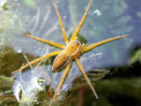 376 Petite Camargue - araignée