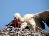 383 Unawihr - Digiscopie de cigognes pendant l'accouplement