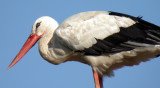 388 Unawihr - Digiscopie de cigognes