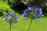 Agapanthes dans le jardin à Quimiac - MK3_4389_DXO.jpg