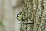 Mésange charbonnière - IMG_0094_DXO.jpg