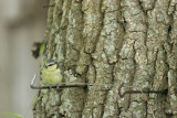 Mésange charbonnière - IMG_0108_DXO.jpg