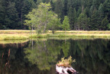 440 Tourbière flottante du lac de Lispach