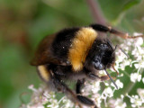456 Lac de Lispach - Insecte