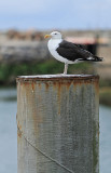 Port de la Turballe - MK3_4514_DXO.jpg