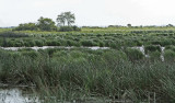 La Grande Brière à Bréca - MK3_4553_DXO.jpg