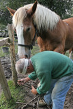 Maréchal-ferrand au travail sur un cheval d'attelage de Bréca - IMG_0310_DXO.jpg