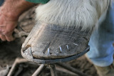 Marchal-ferrand au travail sur un cheval dattelage de Brca - IMG_0322_DXO.jpg