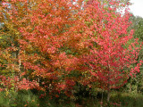 Balade automnale au parc du chteau de Grouchy en octobre 2003