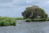 Balade en barque dans la Grande Brière, près de St-André-des-Eaux - MK3_4609_DXO.jpg