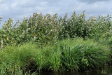 Balade en barque dans la Grande Brière, près de St-André-des-Eaux - MK3_4612_DXO.jpg