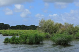 Balade en barque dans la Grande Brire, prs de St-Andr-des-Eaux - MK3_4647_DXO.jpg