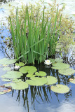 Etang de Sandun - MK3_4721_DXO.jpg