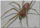 Spider_0566.jpg