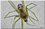 Spider_0570.jpg