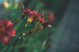 Florecillas con Nikon S2 & macro lens