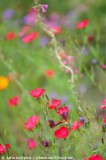 Desert Botanical Gardens