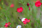 Desert Botanical Gardens