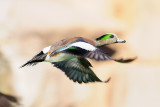 Duck in Flight