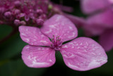 Hortensia