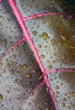 Drops on leaf