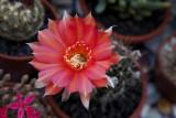 Cactus flower