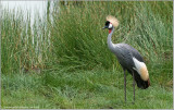 Grey Crowned Crane