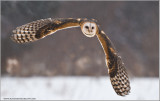 Barn Owl in Flight    (captive)