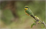  Little Bee-eater