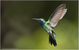 Green Violetear in Flight